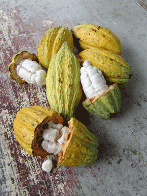 Fruto del cacao